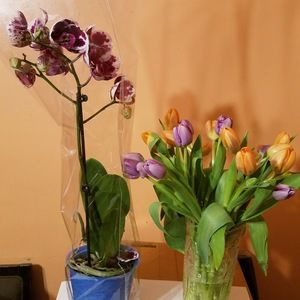 Meet your Posher, Joann